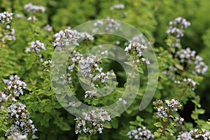 Origanum majorana with flowers in the garden.