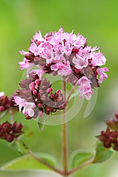 Origanum vulgare