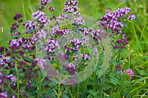 Origanum vulgare or common oregano, wild marjoram in the sunny day photo