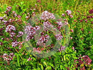 Origanum vulgare in garden. Oregano