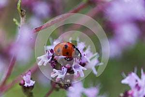 Origanum vulgare L., Oregano, wild marjoram, sweet marjoram purple flowers on a green background. Ladybug on oregano flower