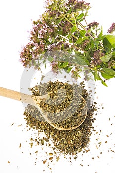 Origanum vulgare oregano herb - spice