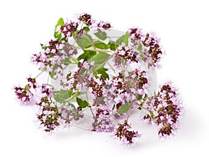 Origanum vulgare photo