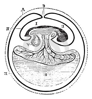 Origin of allantoic, vintage engraving