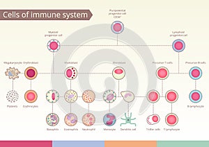 Origin of Cells of immune system.