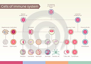 Origin of Cells of immune system. photo