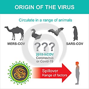 Origin of Coronavirus or Covid-19.