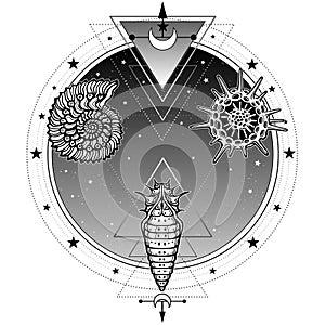 Origin of life: shell, radiolaria, larva. Background - a circle of the night star sky.