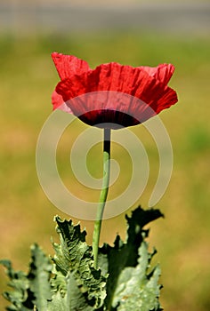 A red poppy for Remembrance Day