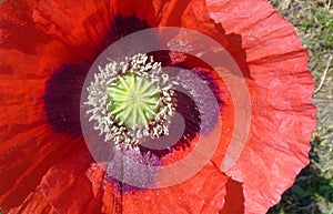 A red poppy for Remembrance Day