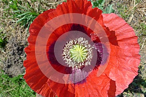 A red poppy for Remembrance Day