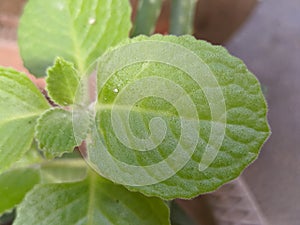 Origina green leaf of herbal tree photo
