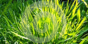 Original abstract background of green grass beautiful lawn.