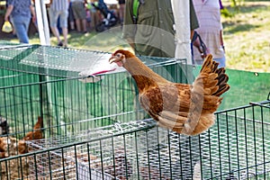 The original Alteburger Market was a market for selling farm animals. Nowadays they sell chicken and other household and food