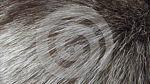 Beautiful fur background.