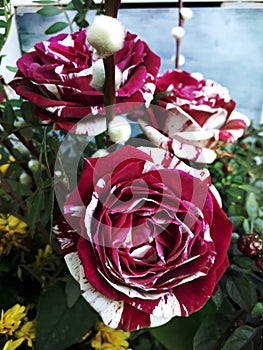 Original bicoloured roses in a garden