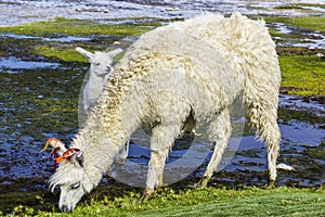 The original camel from the Andes, The Lama is an andean animal that lives in high altitudes like the Andes Altiplano