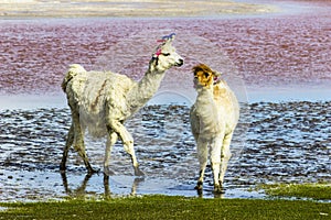 The original camel from the Andes, The Lama is an andean animal that lives in high altitudes like the Andes Altiplano