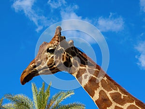 Original close-up photo of a giraffe`s head in Israel.