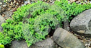 Original creeping Juniperus Procumbens Nana on stones by pond shore. Close-up of beautiful small japanese juniper