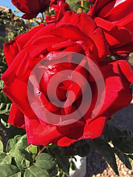 Original digital photo of roses.