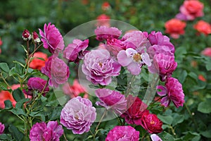 Original digital photo of roses.