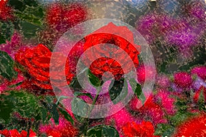 Original digital photo of roses.