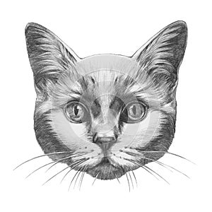 Original drawing of Cat.