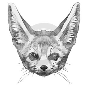 Original drawing of Fennec Fox.