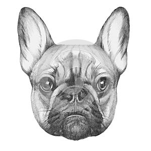 Original drawing of French Bulldog.