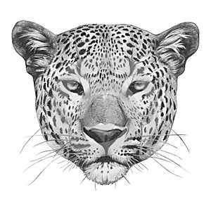 Original drawing of Leopard.