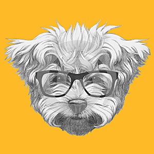 Original drawing of Maltese Poodle with glasses.