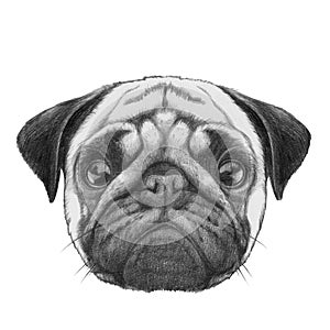 Original drawing of Pug Dog.