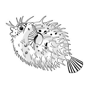 Original drawing of spine porcupine fish