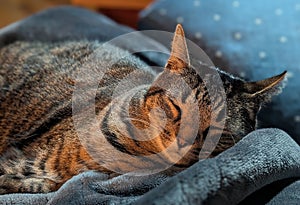 Sleeping Tabby Cat on Soft Blanket in Warm Light
