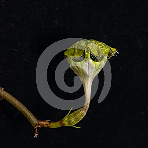 The original flower of the dangling Ceropegia sp. plant in the botanical collection