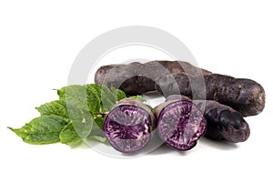 Original French violet potato Vitelotte with leaves