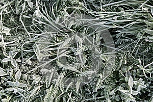 Original grass and plants pattern