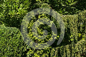 Original green background of a natural mixed texture of evergreens photo