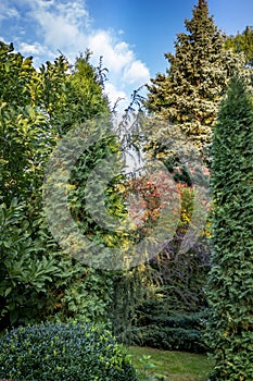 Original green background of a natural mixed texture of evergreens: Buxus sempervirens, photo