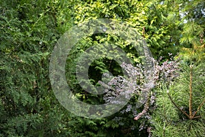 Original green background of a natural mixed texture of evergreens: Thuja occidentalis Columna, Aurea, purple barberry Berberis th photo