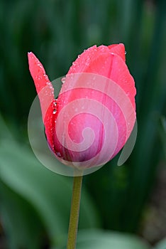 Pink tulip with drops of rain between petals photo