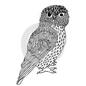 Original Hand drawing of Owl