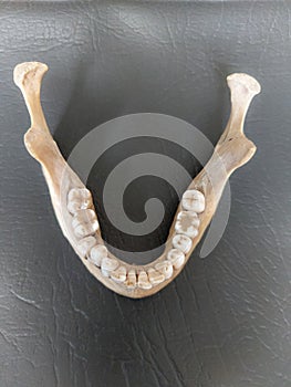 Original human jaw bone with teethes with a black background