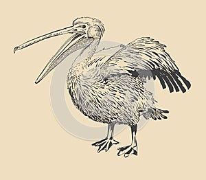 Original ink drawing of pelican with open beak