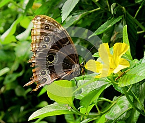 Original Mexican butterfly sitting on yellow