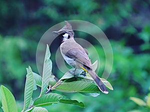 the original Mohawk  birdlovers