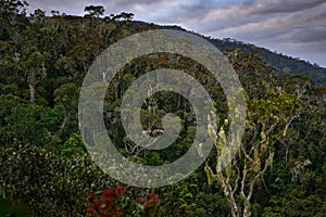 Original native tropic forest in Madagascar, old trees in wet season in Africa. Green vegetation in Andasibe-Mantadia NP,