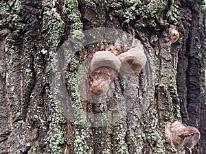 Original Oak wood texture with moss.