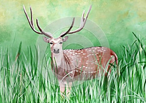 Original painting of a male cheetal deer in the grassland of Dhikala, Jim Corbett